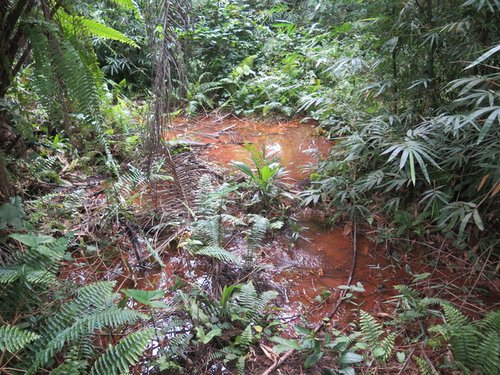 Oil still contaminates swamp in Rivers State, years after spill