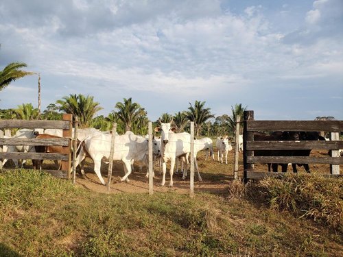 267322_Illegal_cattle_farming_in_Brazil_s_Amazon__0.jpg