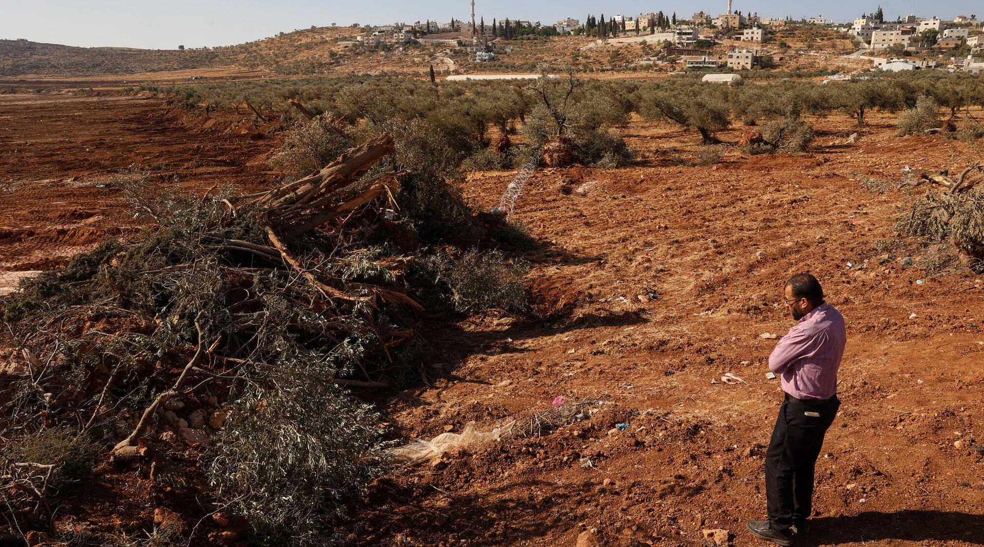 A Palestinian man looks at olive trees reportedly uprooted by Israeli soldiers using a bulldozer in the occupied West Bank village of Al-Mughayyir, north of Ramallah, on August 24, 2025.