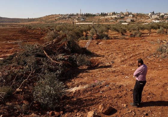 A Palestinian man looks at olive trees reportedly uprooted by Israeli soldiers using a bulldozer in the occupied West Bank village of Al-Mughayyir, north of Ramallah, on August 24, 2025.