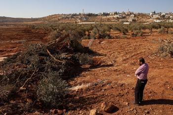 A Palestinian man looks at olive trees reportedly uprooted by Israeli soldiers using a bulldozer in the occupied West Bank village of Al-Mughayyir, north of Ramallah, on August 24, 2025.
