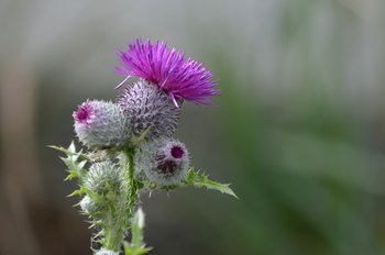 A thistle in bloom