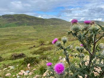 Purple thistles on a Scottish hillside