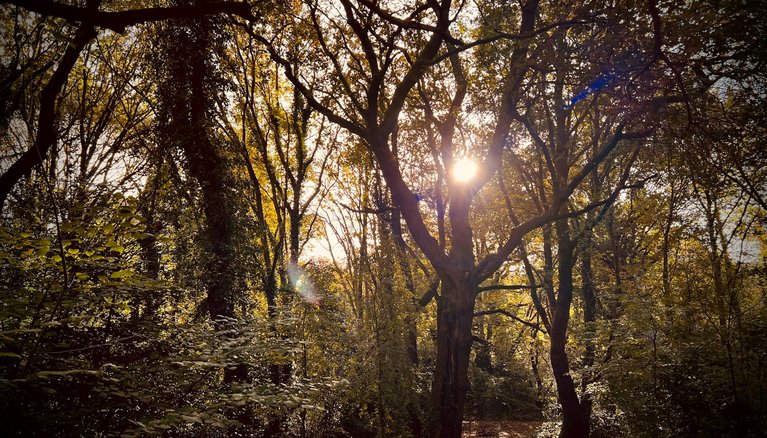 Woods with tall trees
