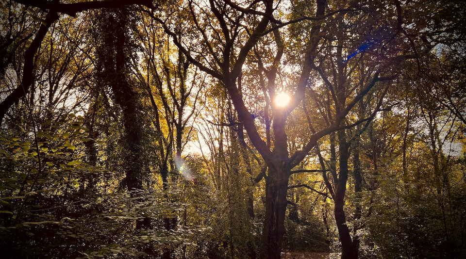 Woods with tall trees