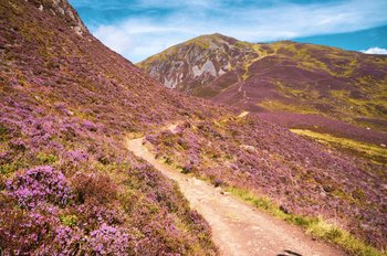 A pathway cutting through heather-strewn hills in the Cairngorms