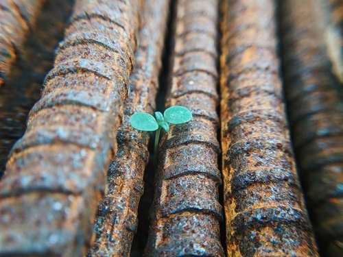 A green sprout growing through rusting iron rods
