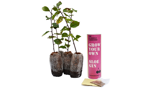 sloe gin kit