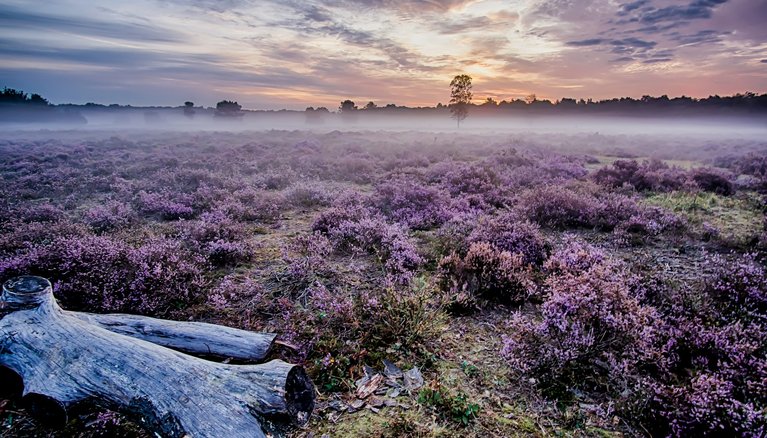 Heathland in Central England