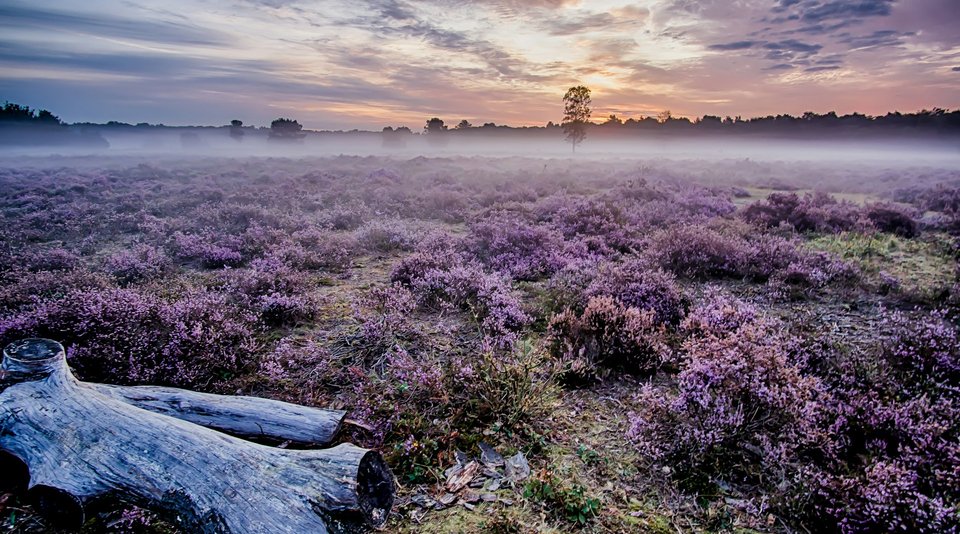 Heathland in Central England