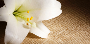 Image of a lilly flower.