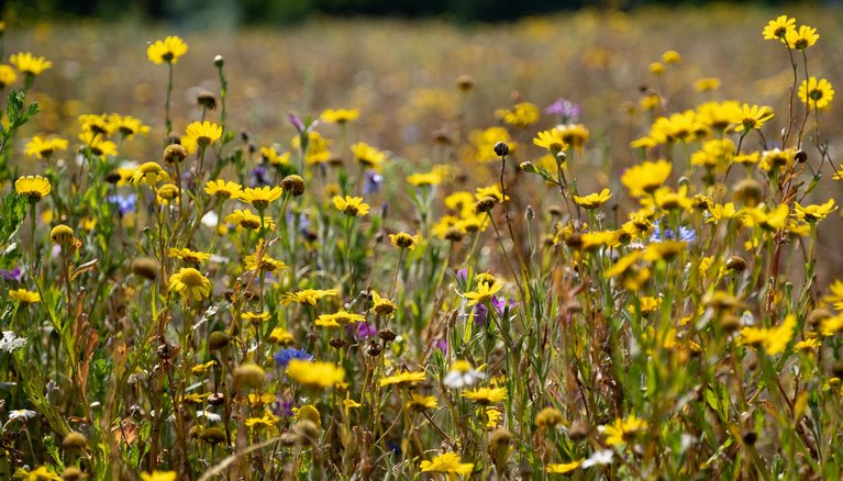 A field of Yellow Wildflowers in Beckenham