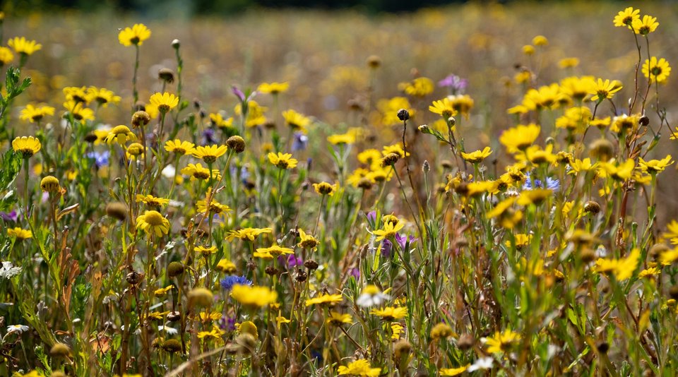 A field of Yellow Wildflowers in Beckenham